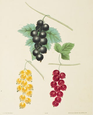 Item nr. 16359 Pl. 3. Currants. Pomona Britannica. George Brookshaw