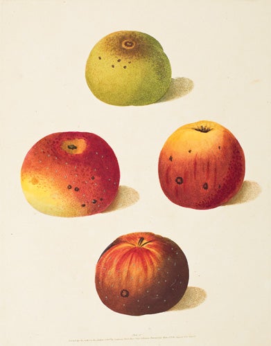 Item nr. 16360 Pl. 55. Four Pippins [Apples]. Pomona Britannica. George Brookshaw.