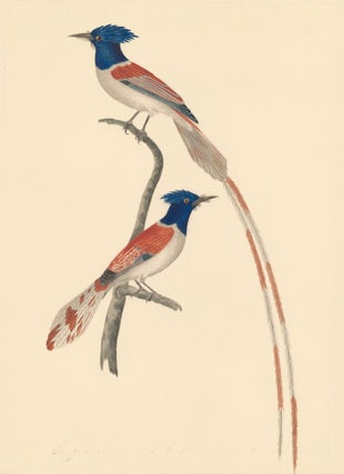 Item nr. 163606 Gobe Mouche Tchirec [African Paradise Flycatcher]. Nell