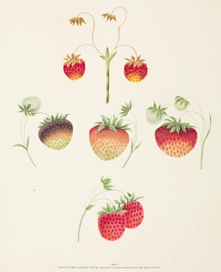 Item nr. 16365 Pl. 1. Strawberry. Pomona Britannica. George Brookshaw
