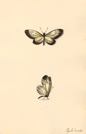 Item nr. 163678 Papilio Euritea. Butterflies and Insects. Sara Anne Moore