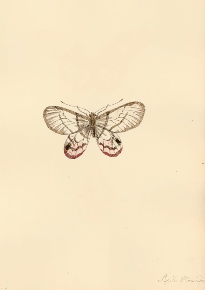 Item nr. 163682 Papilio Menander. Butterflies and Insects. Sara Anne Moore.