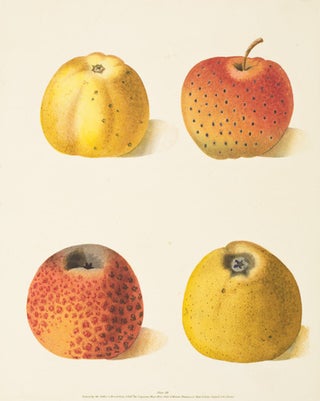Item nr. 16370 Pl. 54. Courpendu Blanche, Courpendu Rouge, Embroidered Pippin, Lemon Pippin...