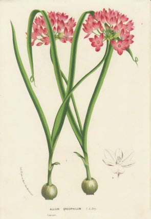 Item nr. 163712 Allium Oreophilum. Horto Van Houtteano. Louis Van Houtte