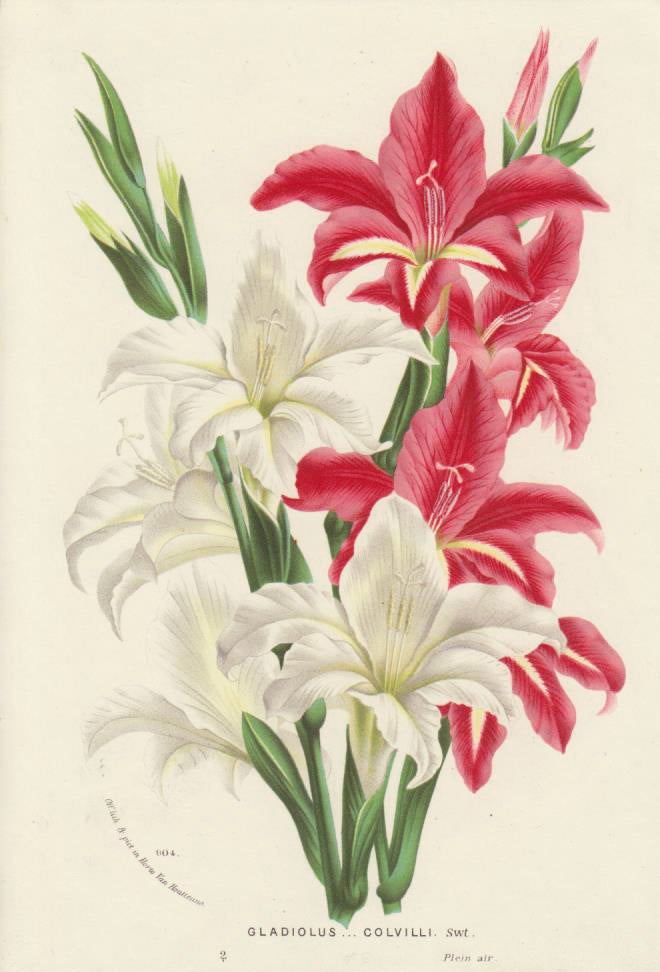 Item nr. 163713 Gladiolus Colvilli. Horto Van Houtteano. Louis Van Houtte.