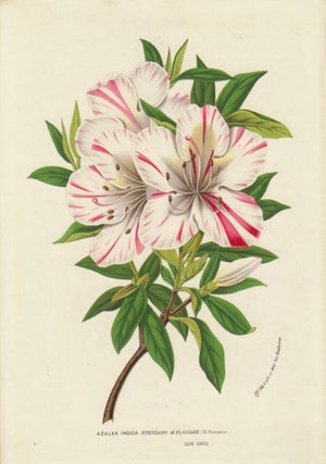 Item nr. 163714 Azalea Indica. Horto Van Houtteano. Louis Van Houtte