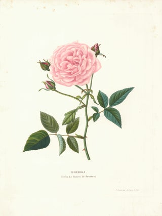 Hermosa. (Tribu des Rosiers ile Bourbon.)