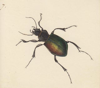 Item nr. 163724 Calosoma sycophanta. Butterflies and Insects. Sara Anne Moore