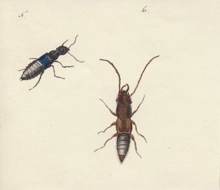 Item nr. 163725 Rove beetles. Butterflies and Insects. Sara Anne Moore