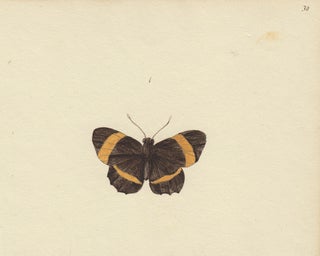 Item nr. 163726 Black and yellow butterfly. Butterflies and Insects. Sara Anne Moore