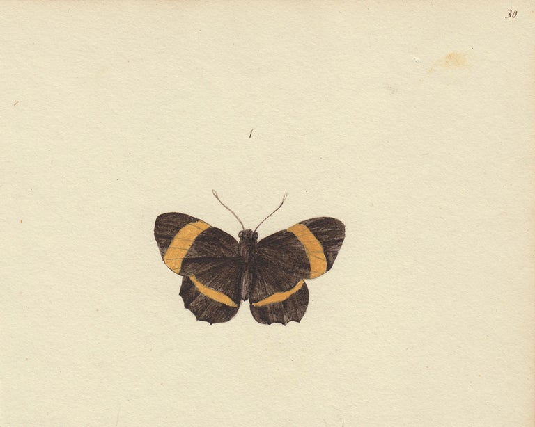 Item nr. 163726 Black and yellow butterfly. Butterflies and Insects. Sara Anne Moore.