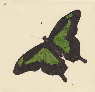 Item nr. 163727 Papilio phorcas. Butterflies and Insects. Sara Anne Moore