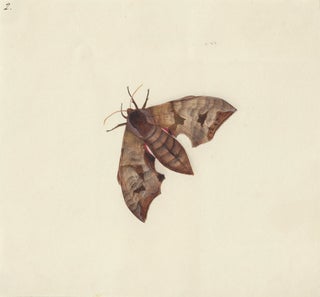 Item nr. 163728 Moth. Butterflies and Insects. Sara Anne Moore