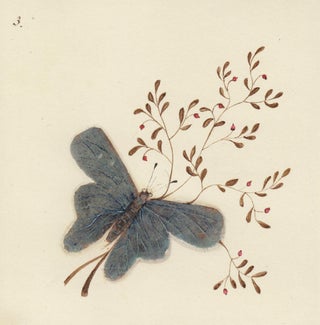 Item nr. 163731 Butterfly. Butterflies and Insects. Sara Anne Moore