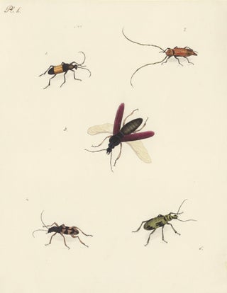 Item nr. 163732 Five insects. Butterflies and Insects. Sara Anne Moore