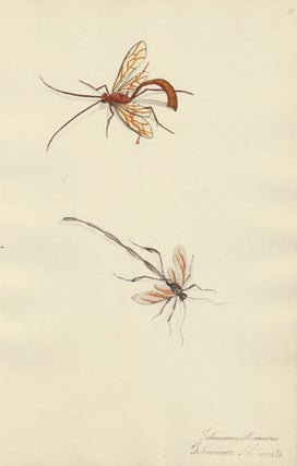 Item nr. 163733 Two wasps. Butterflies and Insects. Sara Anne Moore