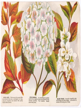 Item nr. 163752 Japan Snowball. Rochester Lithography