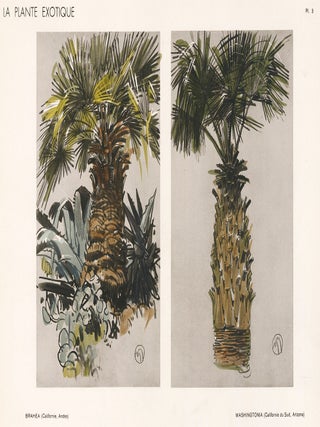 Item nr. 163761 Brahea & Washingtonia. La Plante Exotique. Mathurin Meheut