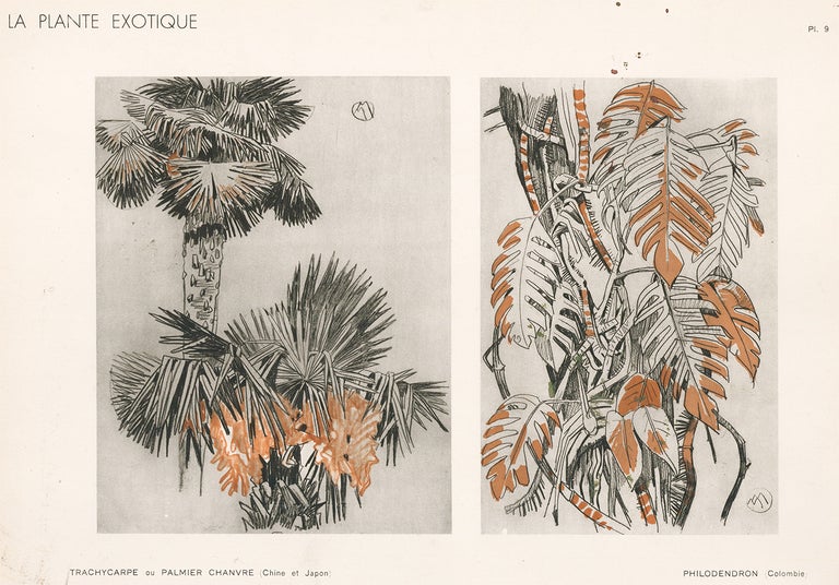 Item nr. 163763 Hemp Palm & Philodendron. La Plante Exotique. Mathurin Meheut.