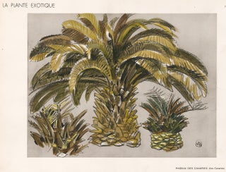 Item nr. 163766 Canary Island Date Palm. La Plante Exotique. Mathurin Meheut