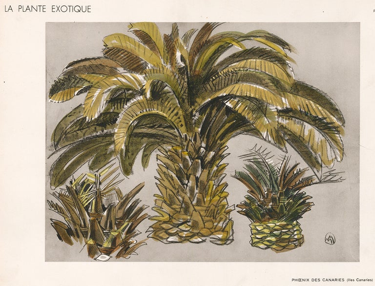 Item nr. 163766 Canary Island Date Palm. La Plante Exotique. Mathurin Meheut.