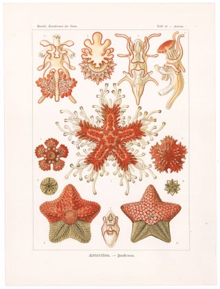 Item nr. 163835 Asteridea. Kunstformen der Natur. Ernst Haeckel