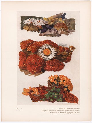 Item nr. 163935 Tealia et Corynactis. Étude de la Mer. Mathurin Meheut