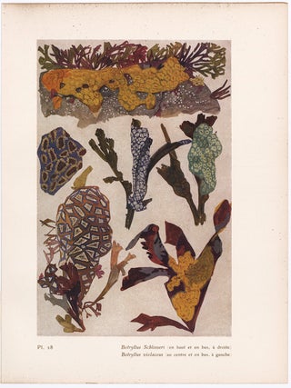 Item nr. 163936 Botryllus Schlosseri & violaceus. Étude de la Mer. Mathurin Meheut