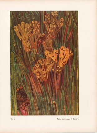 Item nr. 163959 Fucus vesiculeux et Zosteres. Étude de la Mer. Mathurin Meheut