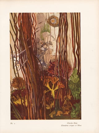 Item nr. 163960 Chorda filum and Chondrus crispus et Ulva. Étude de la Mer. Mathurin Meheut