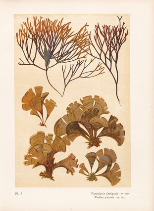 Item nr. 163961 Furcellaria fastigiata and Padia pavonia. Étude de la Mer. Mathurin Meheut