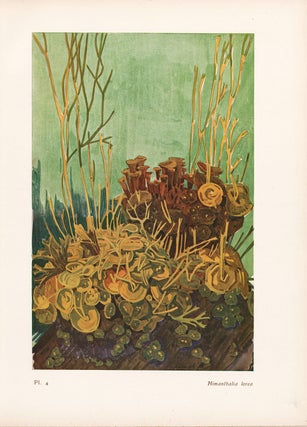 Item nr. 163962 Himanthalia lorea. Étude de la Mer. Mathurin Meheut