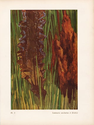 Item nr. 163963 Laminaria saccharina et Zostera. Étude de la Mer. Mathurin Meheut