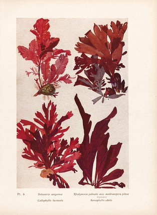 Item nr. 163964 Delessaria sanguinea et al. Étude de la Mer. Mathurin Meheut