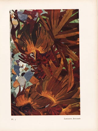 Item nr. 163965 Laminaria flexicaulis. Étude de la Mer. Mathurin Meheut