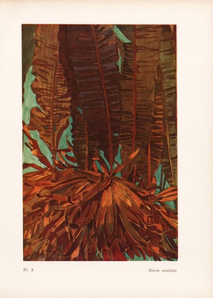 Item nr. 163966 Alaria esculenta. Étude de la Mer. Mathurin Meheut