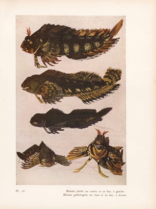 Item nr. 163968 Blennie pholis and gattorugine. Étude de la Mer. Mathurin Meheut