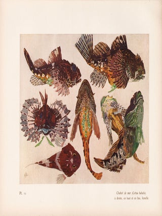 Item nr. 163969 Chabot de mer. Étude de la Mer. Mathurin Meheut