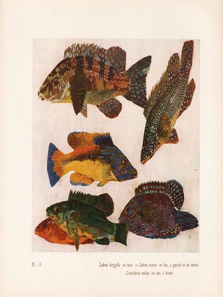 Item nr. 163971 Labrus bergylta et al. Étude de la Mer. Mathurin Meheut