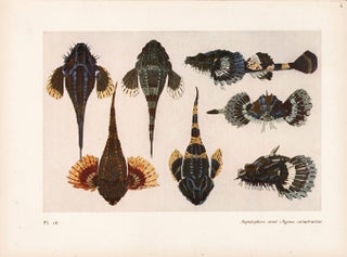 Item nr. 163974 Aspidophore arme. Étude de la Mer. Mathurin Meheut