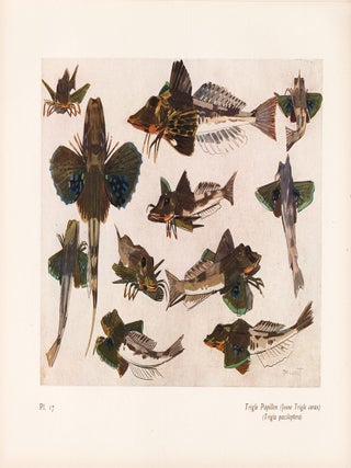 Item nr. 163975 Trigle Papillon. Étude de la Mer. Mathurin Meheut
