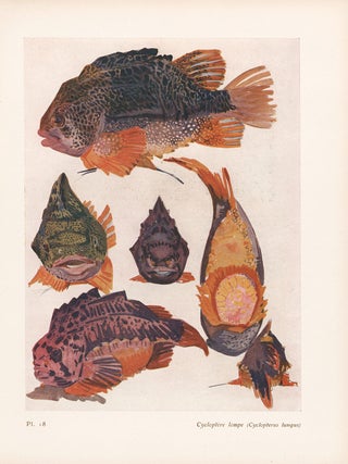Item nr. 163976 Cycloptere lompe. Étude de la Mer. Mathurin Meheut