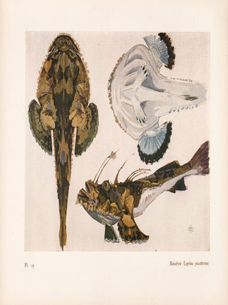 Item nr. 163977 Baudroie . Étude de la Mer. Mathurin Meheut