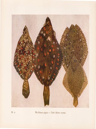 Item nr. 163979 Plie and Turbot. Étude de la Mer. Mathurin Meheut