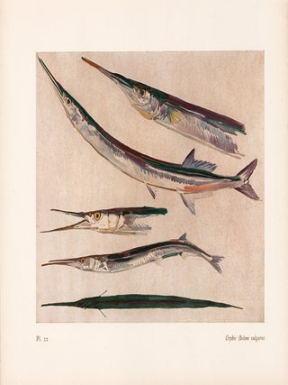Item nr. 163980 Orphie. Étude de la Mer. Mathurin Meheut