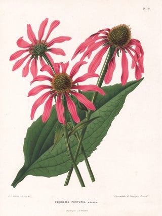 Item nr. 164050 Echinacea Purpurea. G. after A. J. Wendel Severeyns