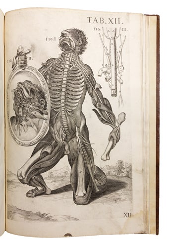 Item nr. 167017 Tabulae anatomicae. Pietro DA CORTONA, Pietro BERRETTINI DA CORTONA, Pietro CORTONA.