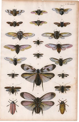 Item nr. 169266 Beetles. Locupletissimi rerum naturalium thesauri accurata descriptio, et...