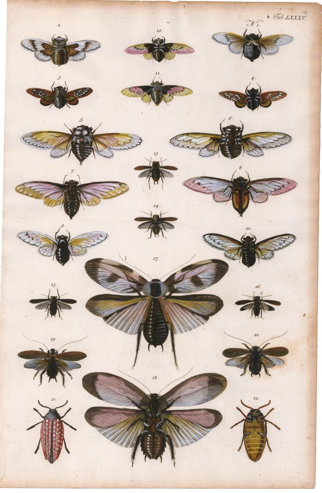 Item nr. 169266 Beetles. Locupletissimi rerum naturalium thesauri accurata descriptio, et iconibus artificiossimis expressio, per universam physices historiam. Albertus Seba.