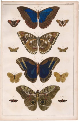 Item nr. 169267 Butterflies and Moths. Locupletissimi rerum naturalium thesauri accurata...